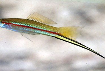 Ikan Ekor Pedang, Si Cantik dari Amerika Tengah yang Jadi Primadona Akuarium, Cek Fakta Uniknya!